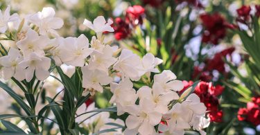 Nerium Oleander - Oleander