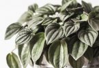 Peperomia species - Radiator Plant