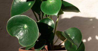 Peperomia species - Radiator Plant