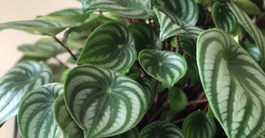 Peperomia species - Radiator Plant