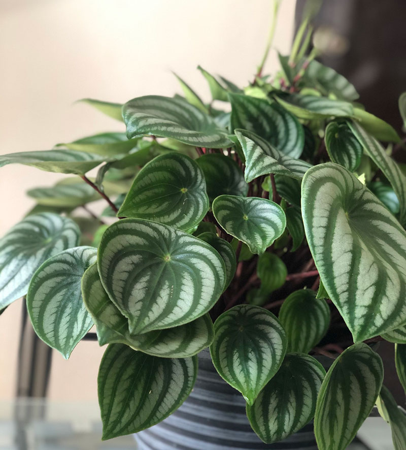 Peperomia species - Radiator Plant