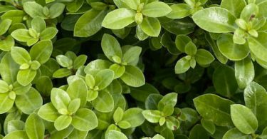 Pittosporum tenuifolium 'Golfball'