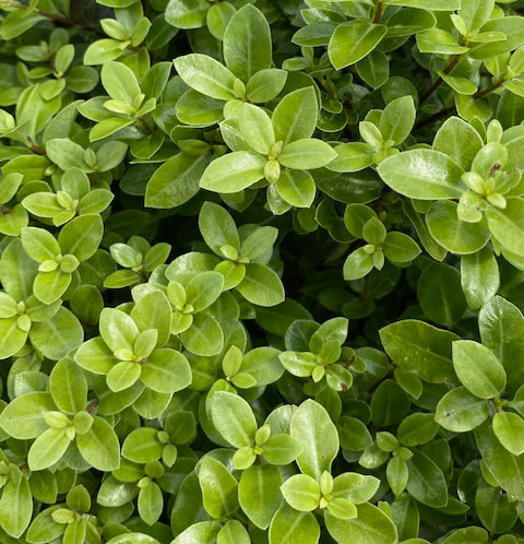 Pittosporum tenuifolium 'Golfball'