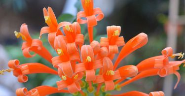 Pyrostegia ignea - Orange Trumpet Vine