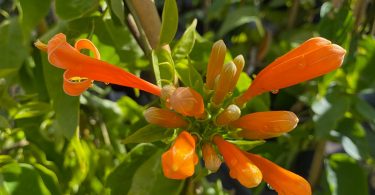 Pyrostegia ignea - Orange Trumpet Vine