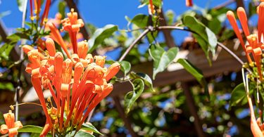 Pyrostegia ignea - Orange Trumpet Vine