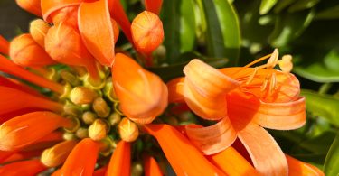 Pyrostegia ignea - Orange Trumpet Vine