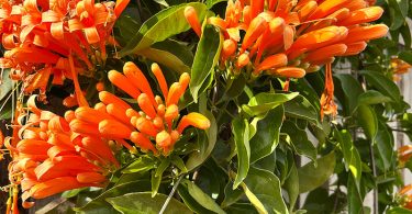 Pyrostegia ignea - Orange Trumpet Vine