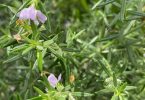 Westringia fruticosa 'Zena'