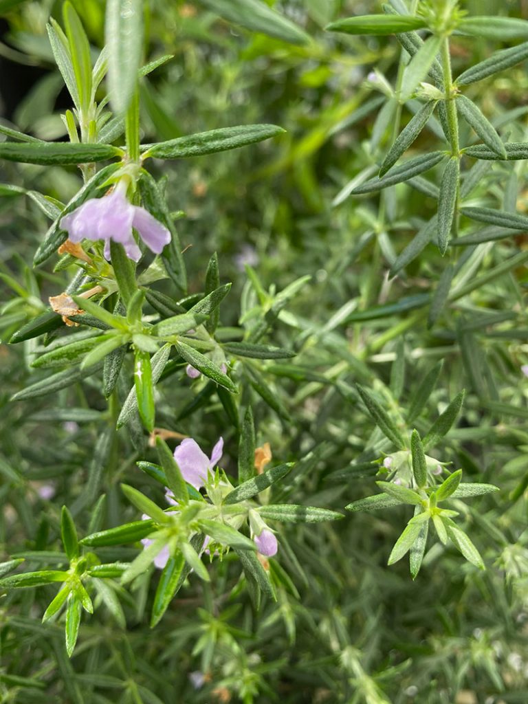 Westringia fruticosa 'Zena'