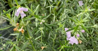 Westringia fruticosa 'Zena'