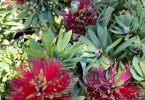 Callistemon x viminalis 'Little John'