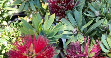 Callistemon x viminalis 'Little John'