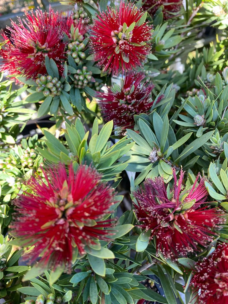 Callistemon x viminalis 'Little John'