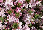 Philotheca buxifolia ‘Cascade Of Stars'