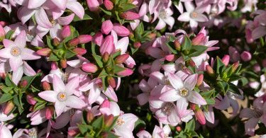 Philotheca buxifolia ‘Cascade Of Stars'