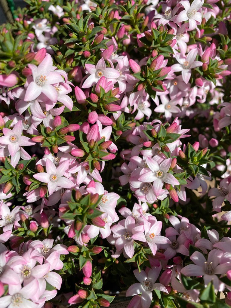 Philotheca buxifolia ‘Cascade Of Stars'