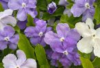 Brunfelsia sp. - Yesterday, Today & Tomorrow