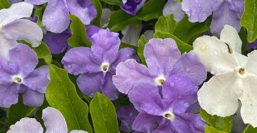 Brunfelsia sp. - Yesterday, Today & Tomorrow