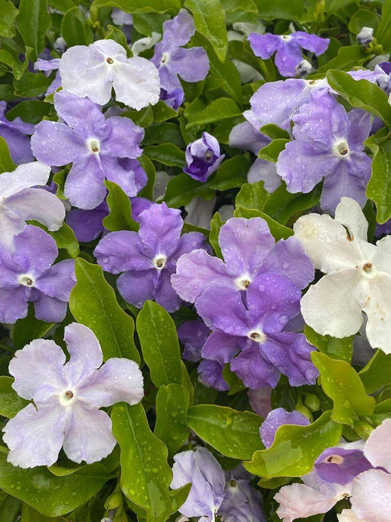 Brunfelsia sp. - Yesterday, Today & Tomorrow