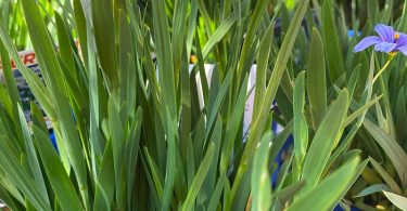 Sisyrinchium angustifolium 'Devon Skies'