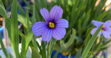 Sisyrinchium angustifolium 'Devon Skies'