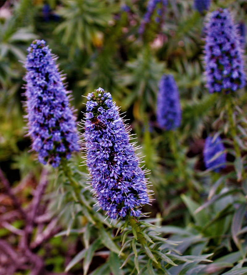 Echium sp. - Pride of Madeira