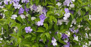 Brunfelsia sp. - Yesterday, Today & Tomorrow