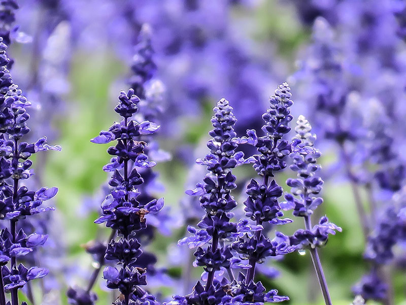 Lavandula sp. - Lavender