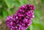 Syringa vulgaris - Lilac