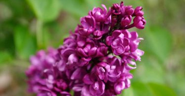 Syringa vulgaris - Lilac