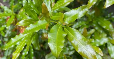 Ochna serrulata - Mickey Mouse Plant