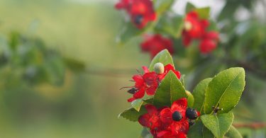 Ochna serrulata - Mickey Mouse Plant