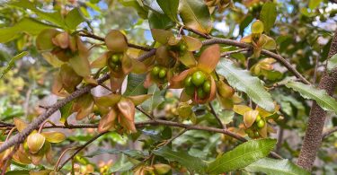 Ochna serrulata - Mickey Mouse Plant