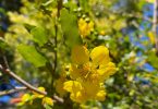 Ochna serrulata - Mickey Mouse Plant