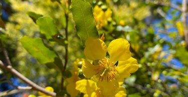 Ochna serrulata - Mickey Mouse Plant