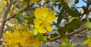 Ochna serrulata - Mickey Mouse Plant