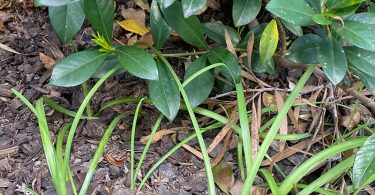 Nothoscordum sp. - Onion Weed