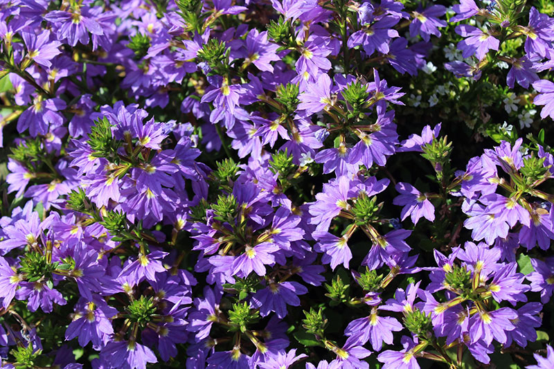 Scaevola sp. - Fan Flower