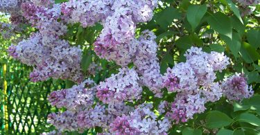 Syringa vulgaris - Lilac