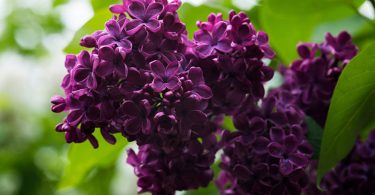 Syringa vulgaris - Lilac