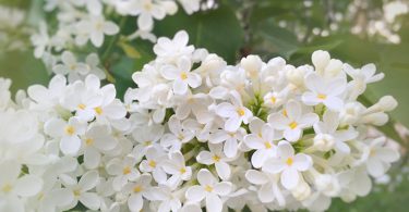 Syringa vulgaris var. 'Alba' - Lilac