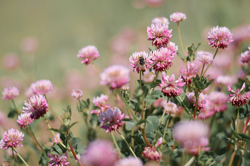 Wild Pollinator Count