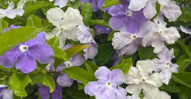 Brunfelsia sp. - Yesterday, Today & Tomorrow