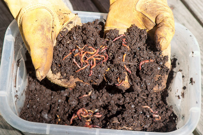 Worm farming