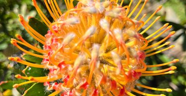 Leucospermum species - Pincushion plant