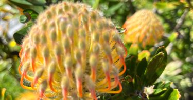 Leucospermum species - Pincushion plant