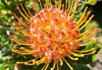 Leucospermum species - Pincushion plant