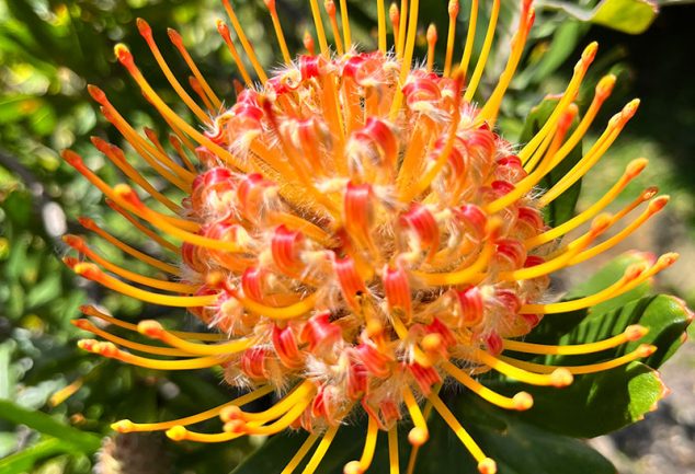 Leucospermum species - Pincushion plant