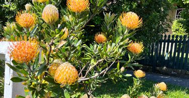 Leucospermum species - Pincushion plant